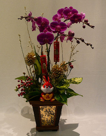 花艺设计 新年兰花组合盆栽 2 设计展示