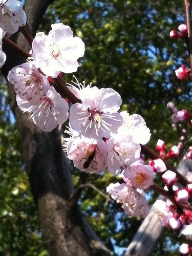 4月12日の每日報報 Wahouse和風家