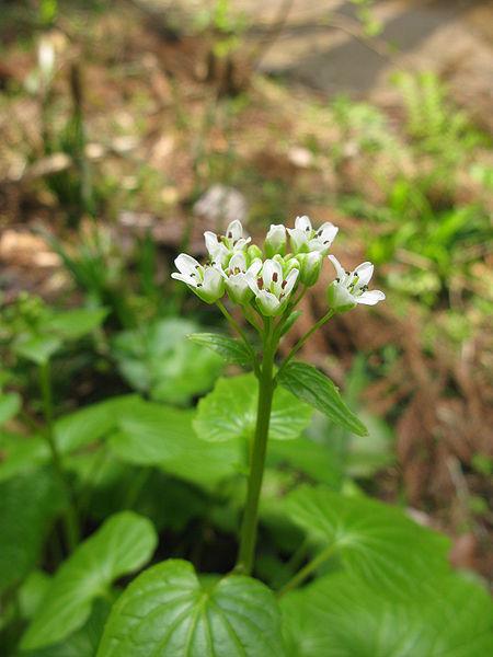 今天的生日花是【山葵花--山葵】,花语是